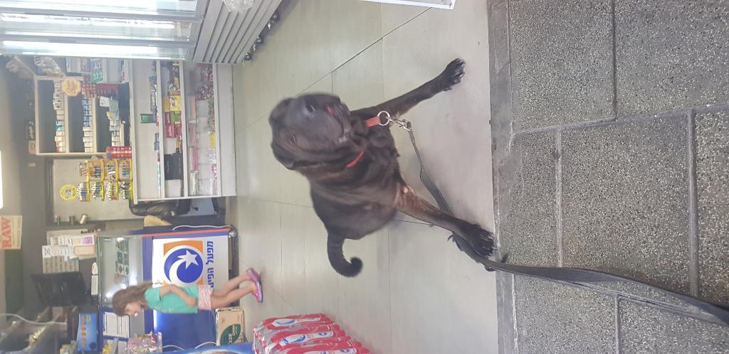 מוקשה muksha מוקשה muksha