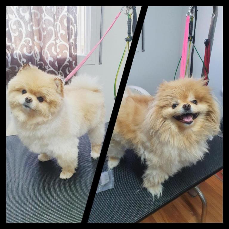 מספרת חיות ליאן מספרת חיות ליאן