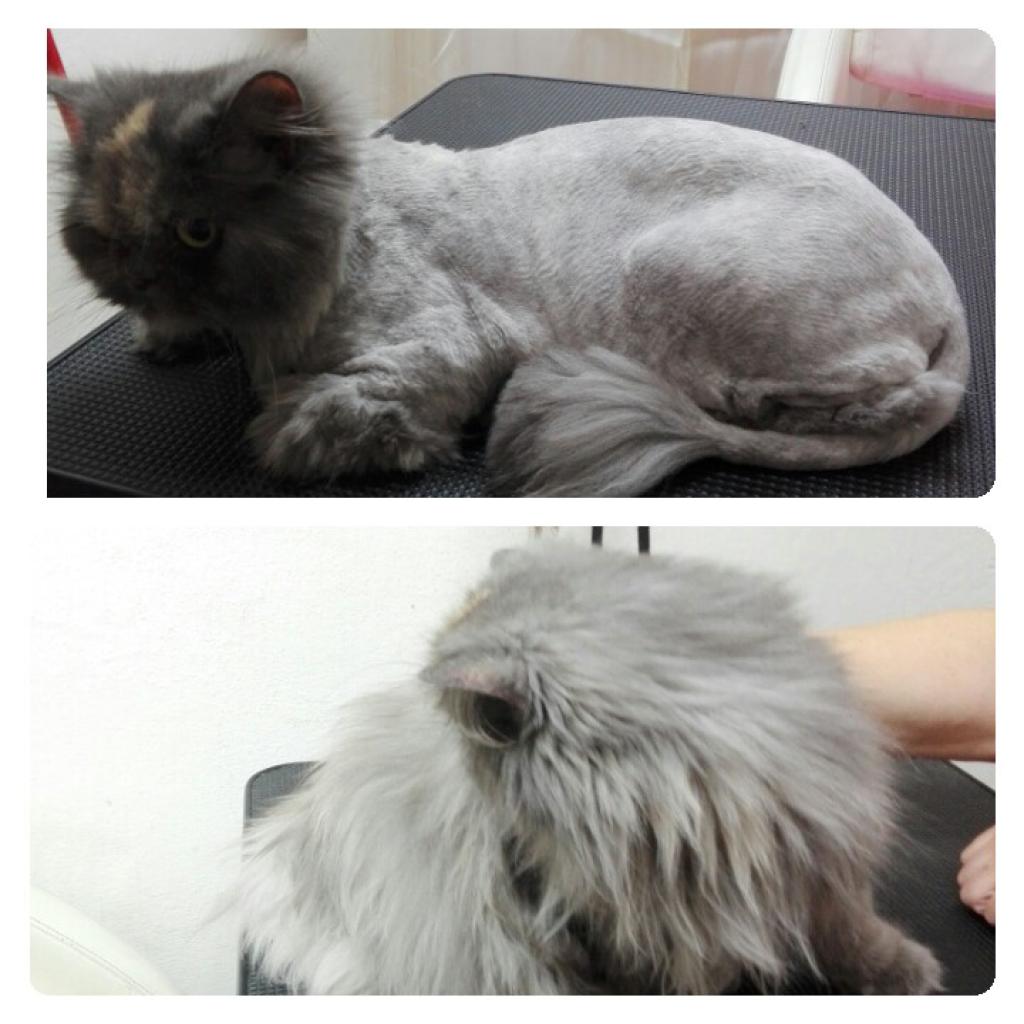 מספרת חיות ליאן מספרת חיות ליאן