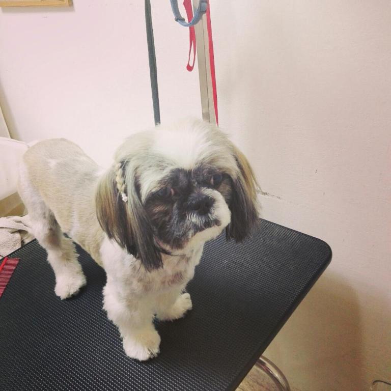 מספרת חיות ליאן מספרת חיות ליאן