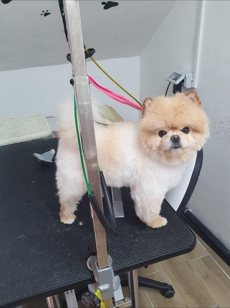 מספרת חיות ליאן מספרת חיות ליאן