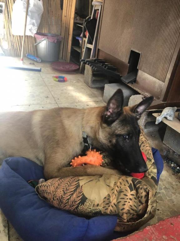 ישפנסיון ישפנסיון