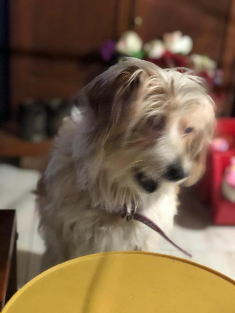 ישפנסיון ישפנסיון