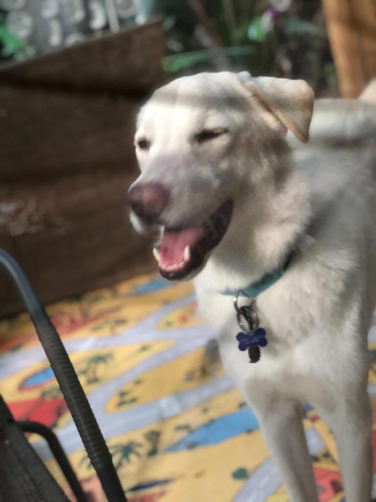 ישפנסיון ישפנסיון