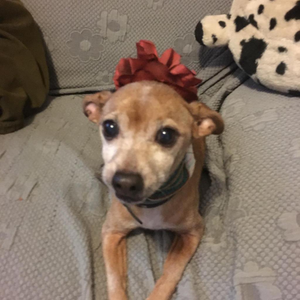 ישפנסיון ישפנסיון