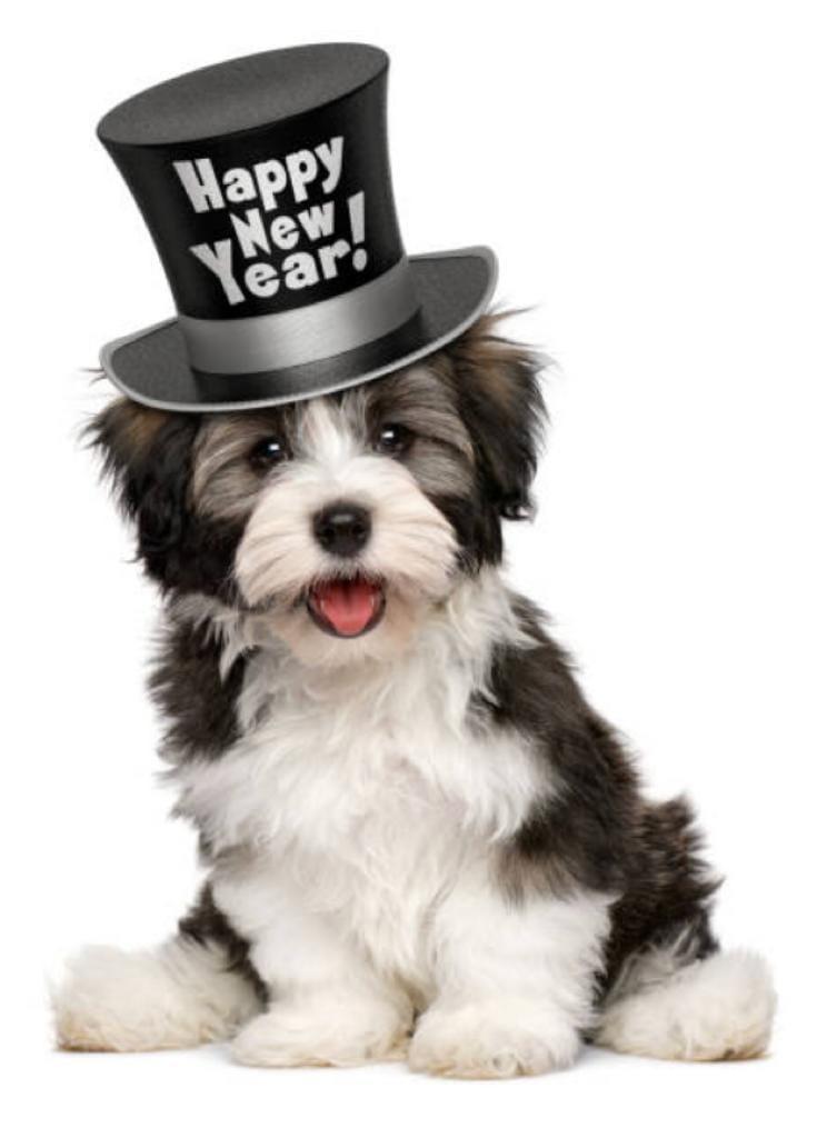 אולג גרשמן אילוף כלבים אולג גרשמן אילוף כלבים