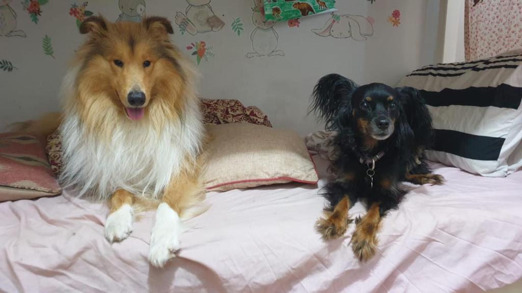 אולג גרשמן אילוף כלבים אולג גרשמן אילוף כלבים