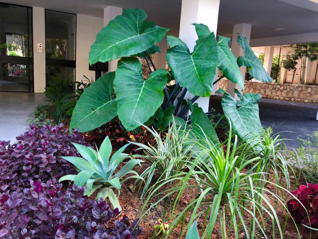 דר צמח גינון ופיתוח דר צמח גינון ופיתוח