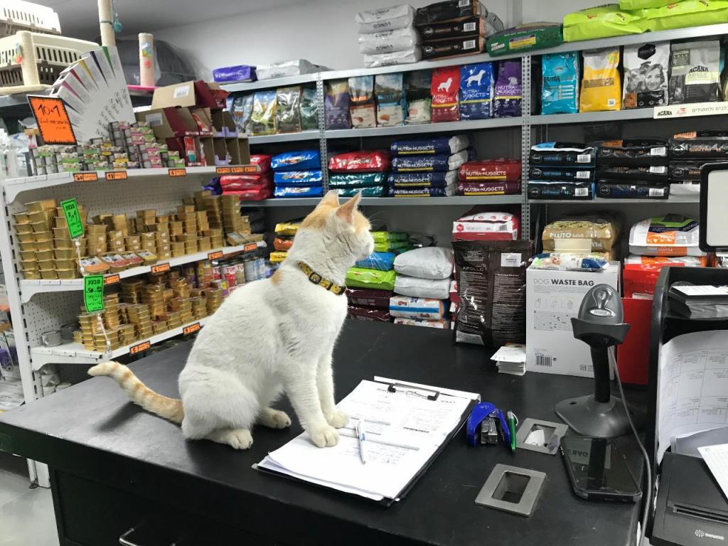 דוגאטו דוגאטו