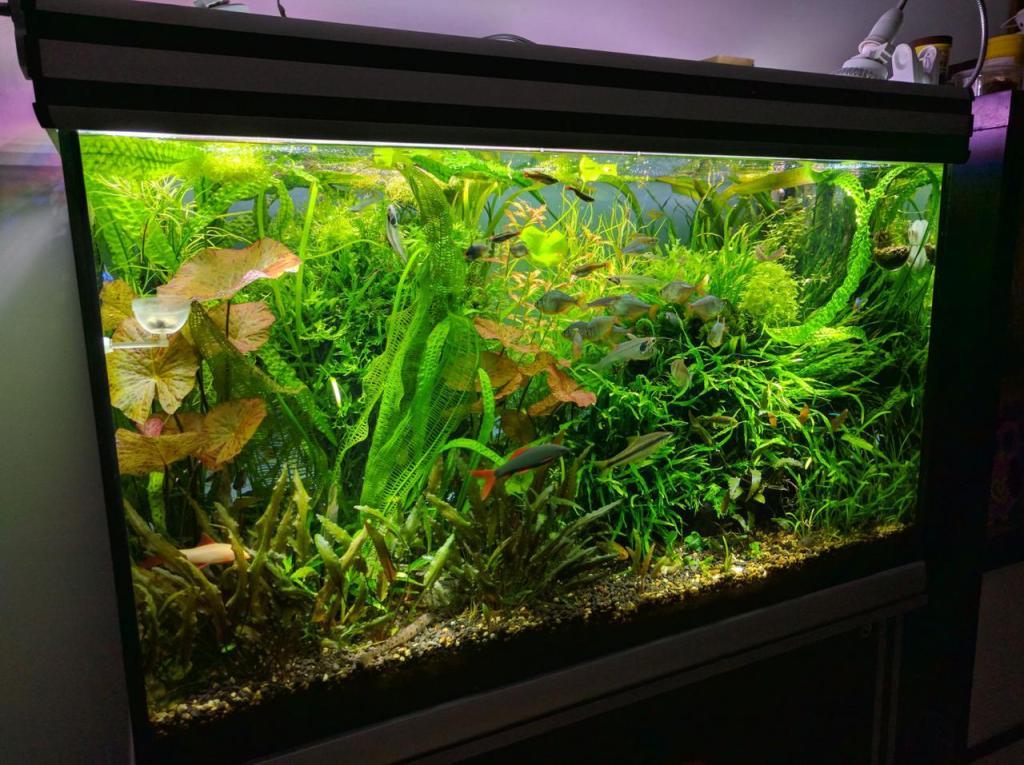 אקווריומן אקווריומן