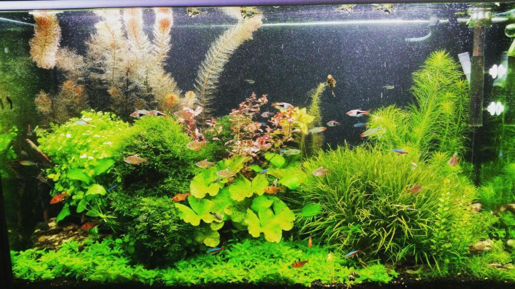 אקווריומן אקווריומן