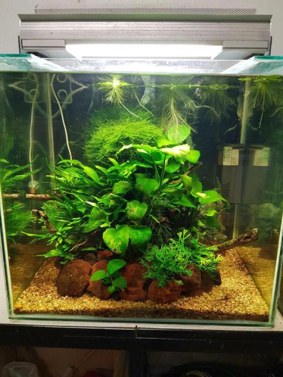 אקווריומן אקווריומן