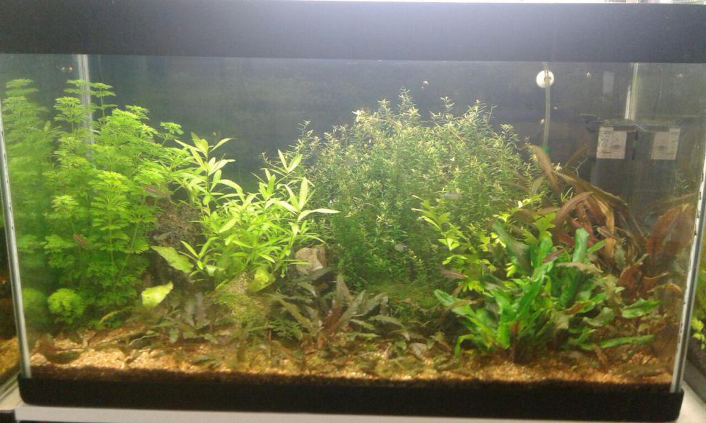 אקווריומן אקווריומן