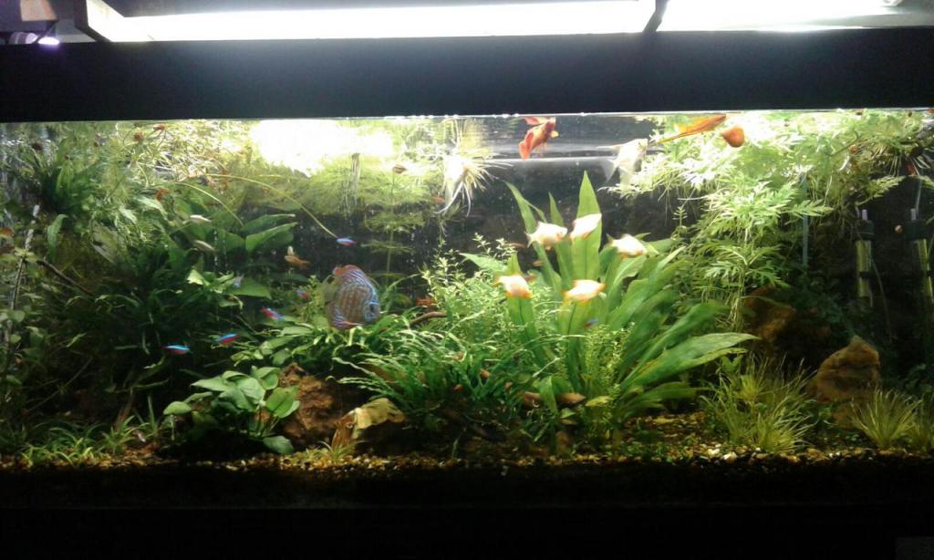 אקווריומן אקווריומן