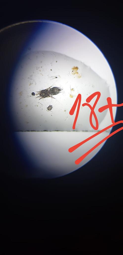 מרפאה וטרינרית ד"ר הדס ולד בסתריה מרפאה וטרינרית ד"ר הדס ולד בסתריה