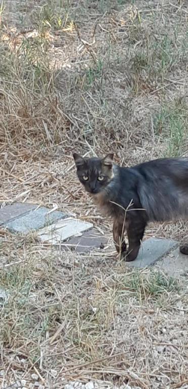 מרפאה וטרינרית ד"ר הדס ולד בסתריה מרפאה וטרינרית ד"ר הדס ולד בסתריה