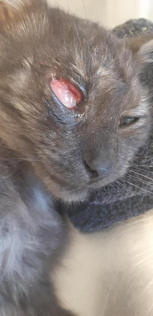 מרפאה וטרינרית ד"ר הדס ולד בסתריה מרפאה וטרינרית ד"ר הדס ולד בסתריה