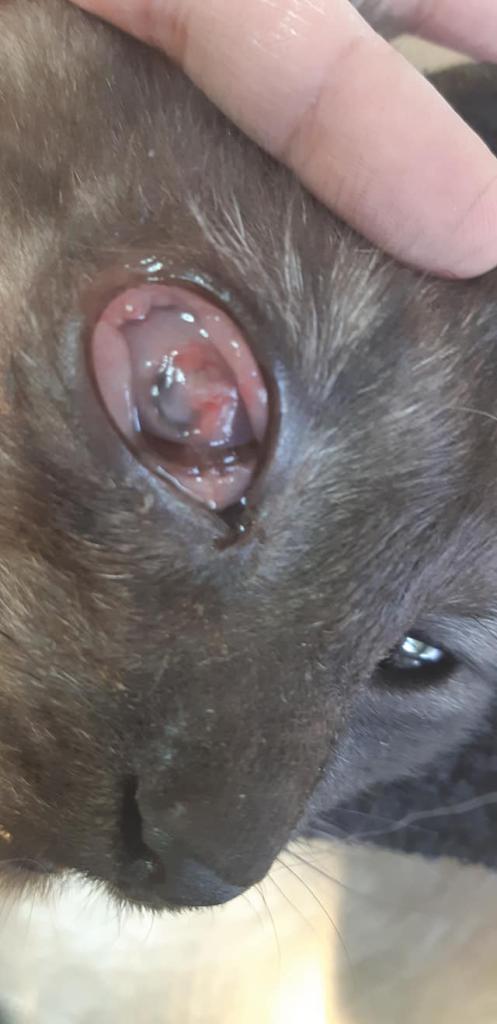 מרפאה וטרינרית ד"ר הדס ולד בסתריה מרפאה וטרינרית ד"ר הדס ולד בסתריה