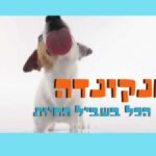 אנקונדה