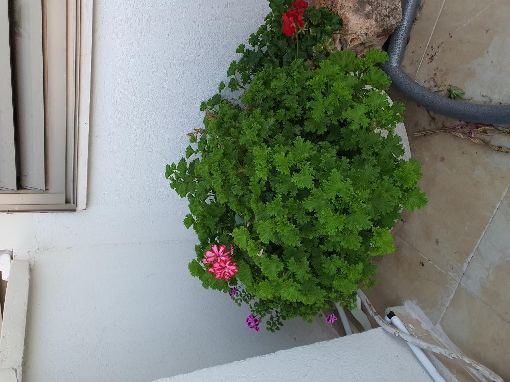 קסם ש.י קסם ש.י