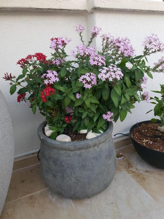 קסם ש.י קסם ש.י