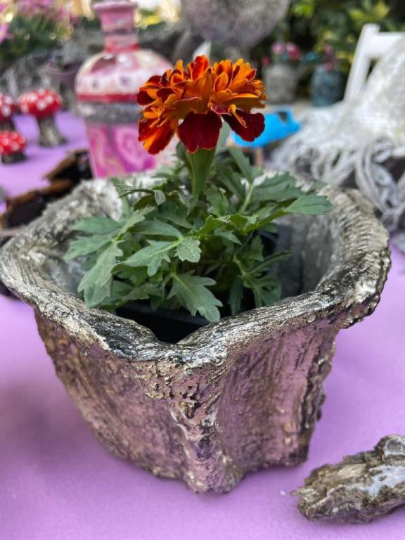 תמר ברקן תמר ברקן