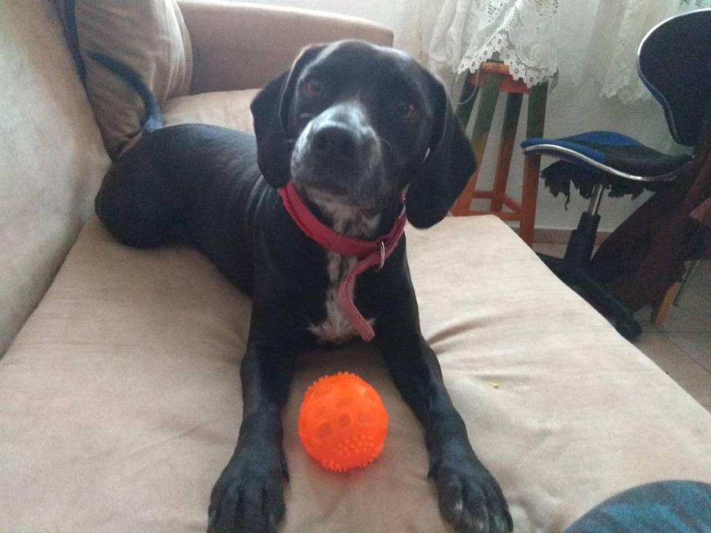 סילביה מאלפת הכלב שלך סילביה מאלפת הכלב שלך