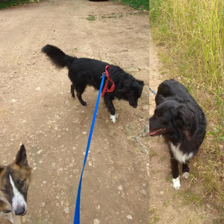 סילביה מאלפת הכלב שלך סילביה מאלפת הכלב שלך