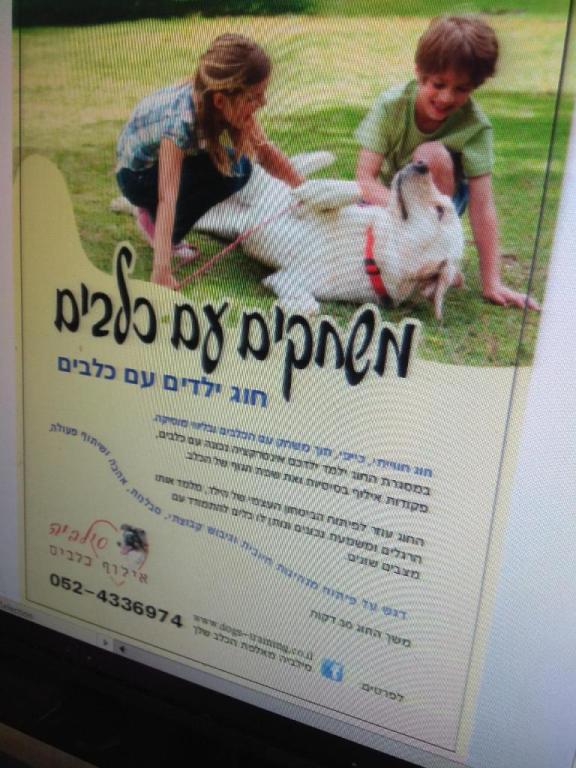 סילביה מאלפת הכלב שלך סילביה מאלפת הכלב שלך