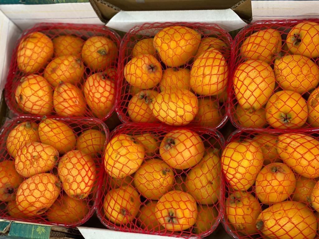 הולדר משק חברתי הולדר משק חברתי