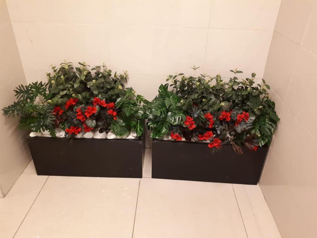 גרין ביוטי גרין ביוטי