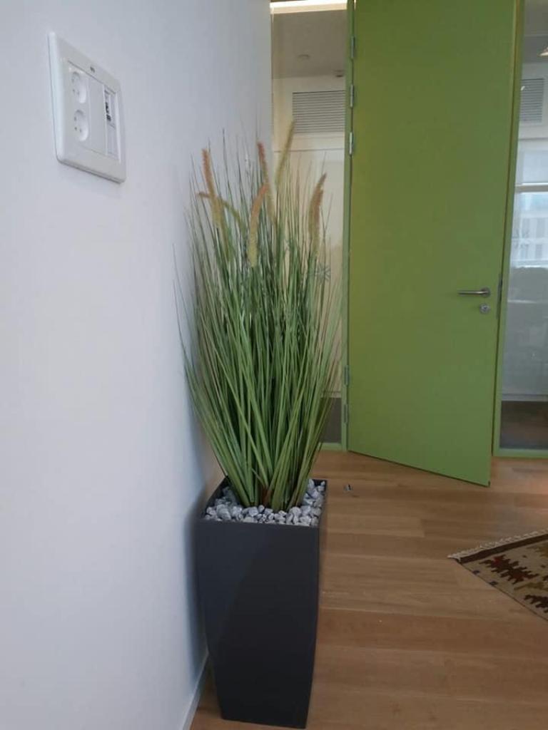 גרין ביוטי גרין ביוטי