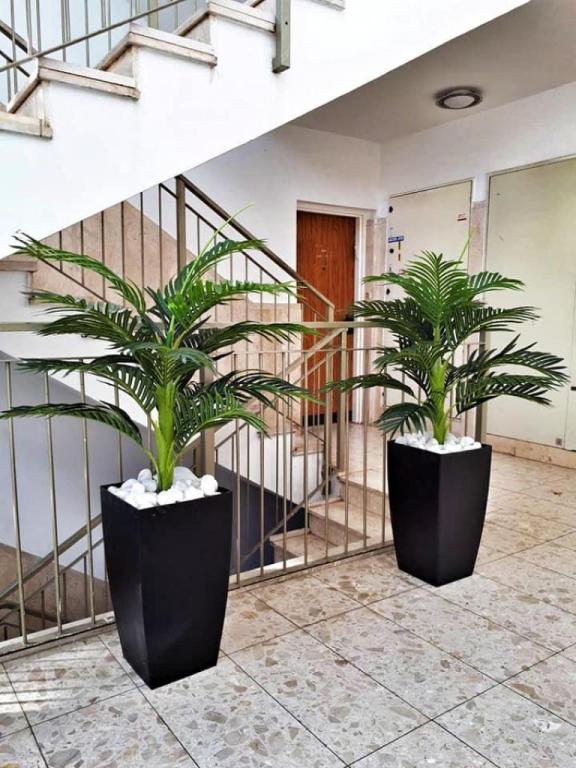 גרין ביוטי גרין ביוטי