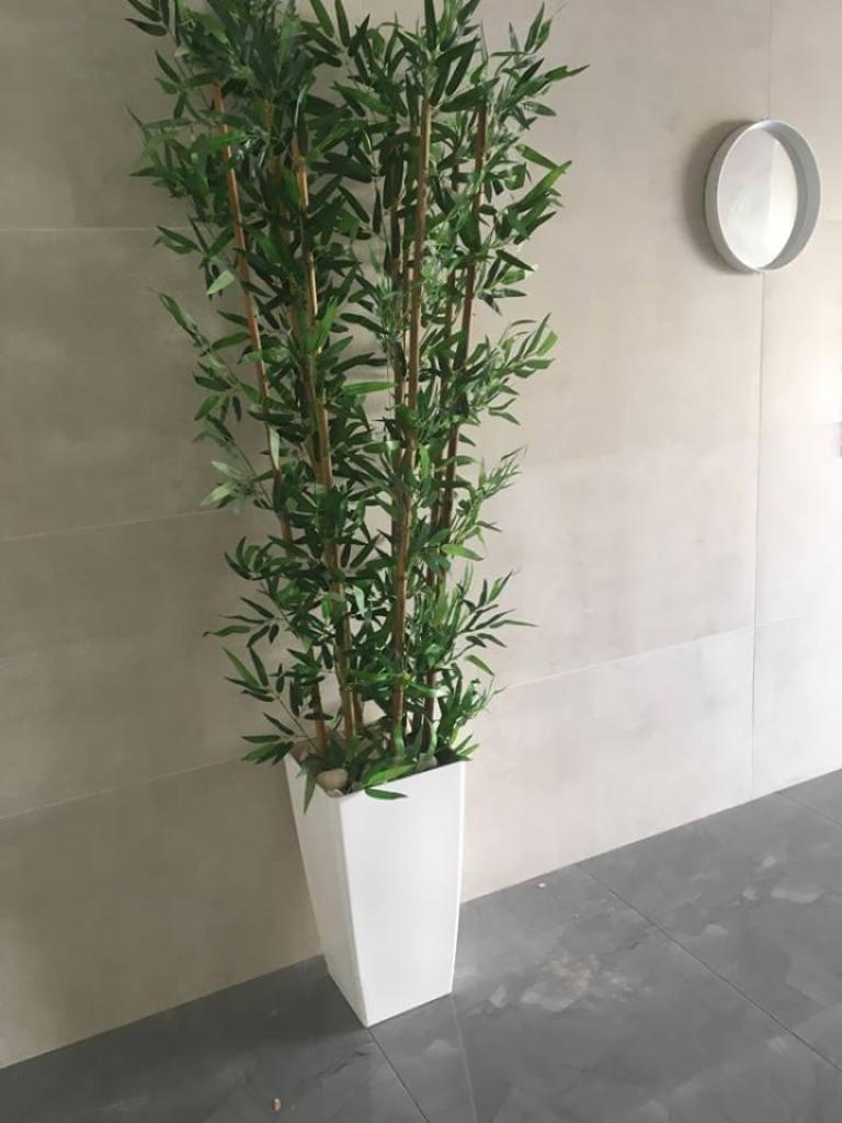 גרין ביוטי גרין ביוטי