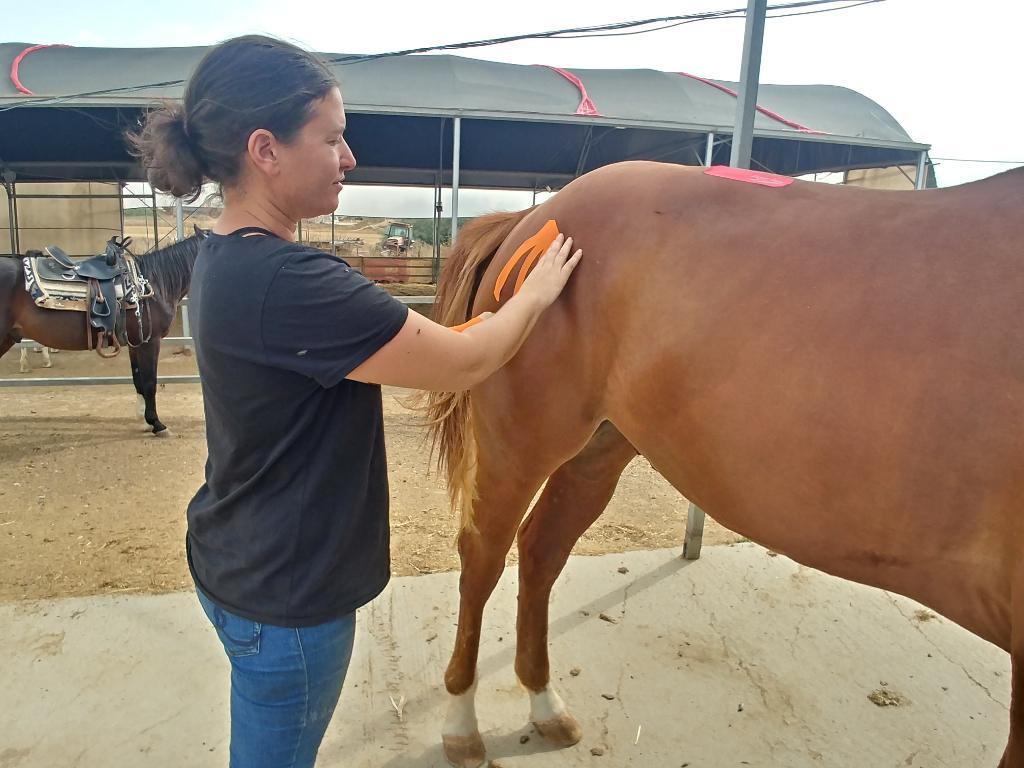 רוני וולף רוני וולף
