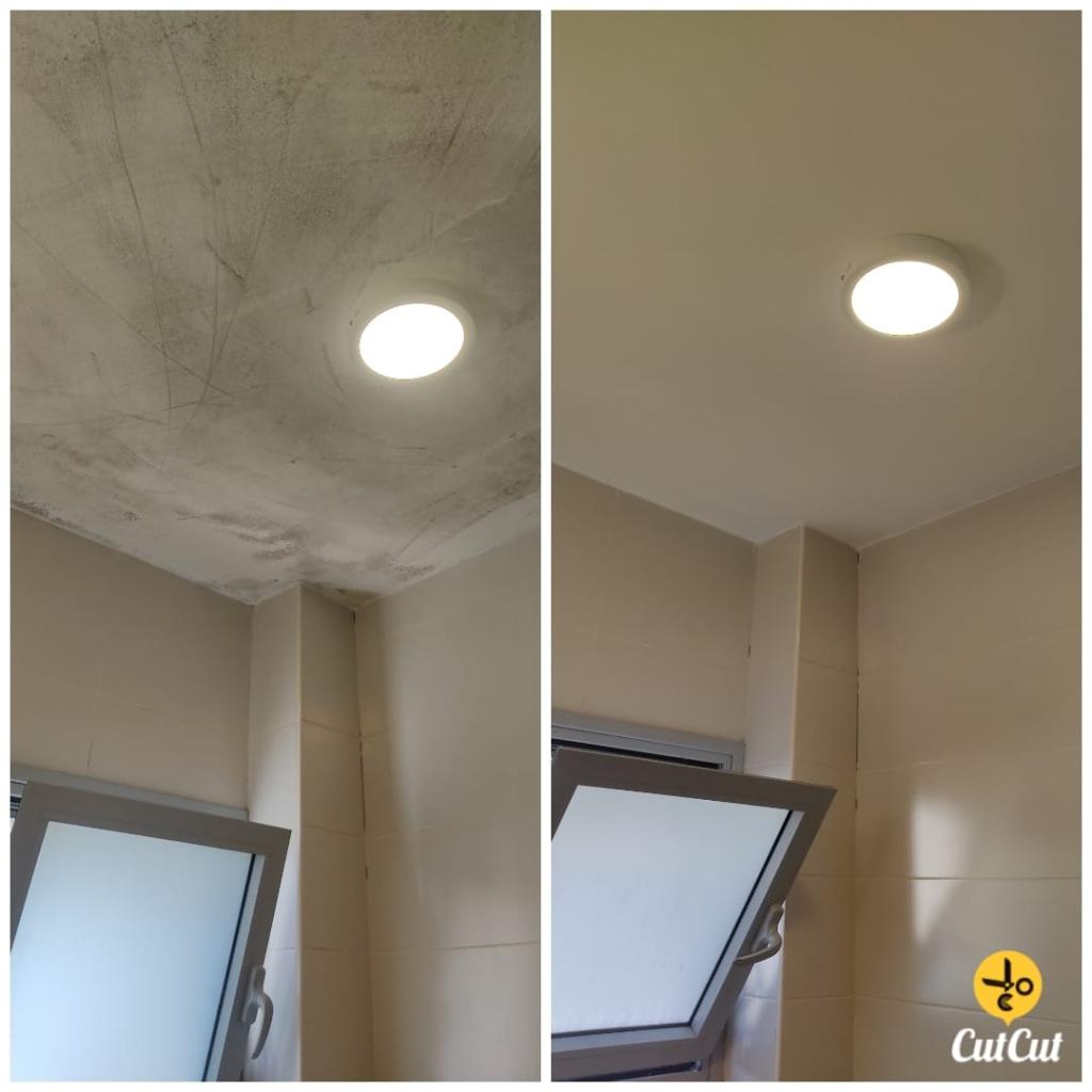 שרון טאלנט שרון טאלנט