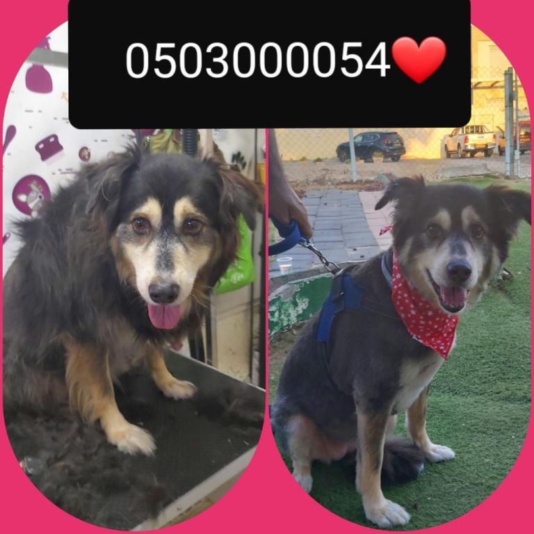 ספא לכלבים ספא לכלבים