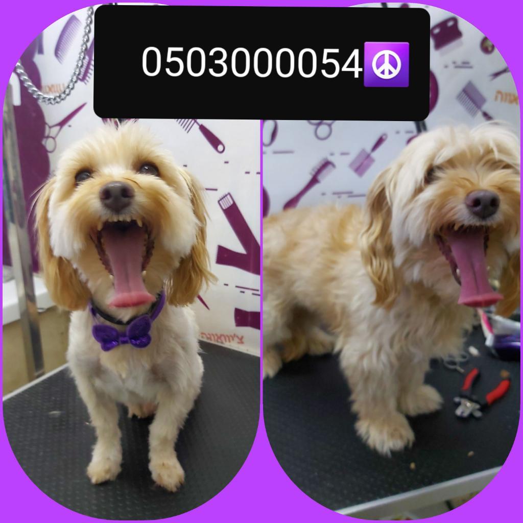 ספא לכלבים ספא לכלבים