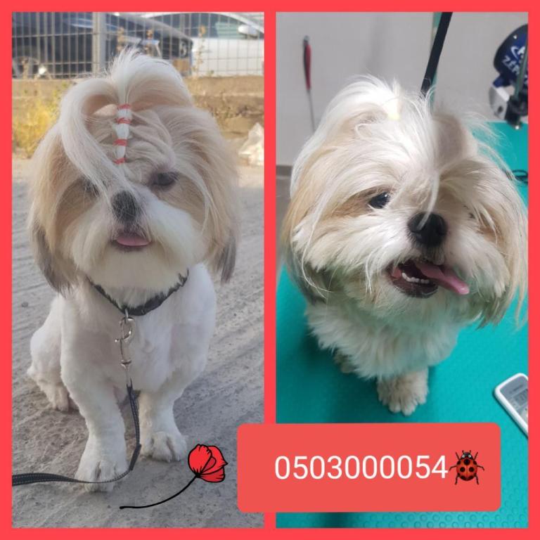 ספא לכלבים ספא לכלבים