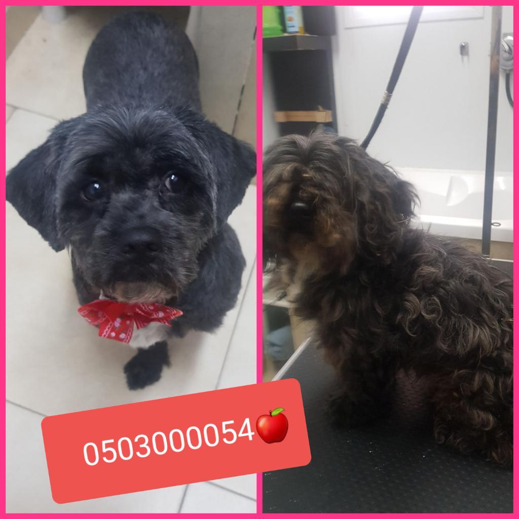 ספא לכלבים ספא לכלבים