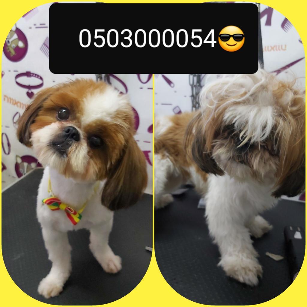 ספא לכלבים ספא לכלבים