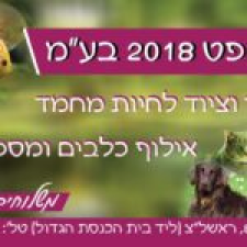 מאיה פט 2018