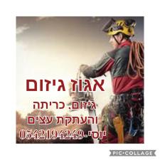 אגוז גיזום