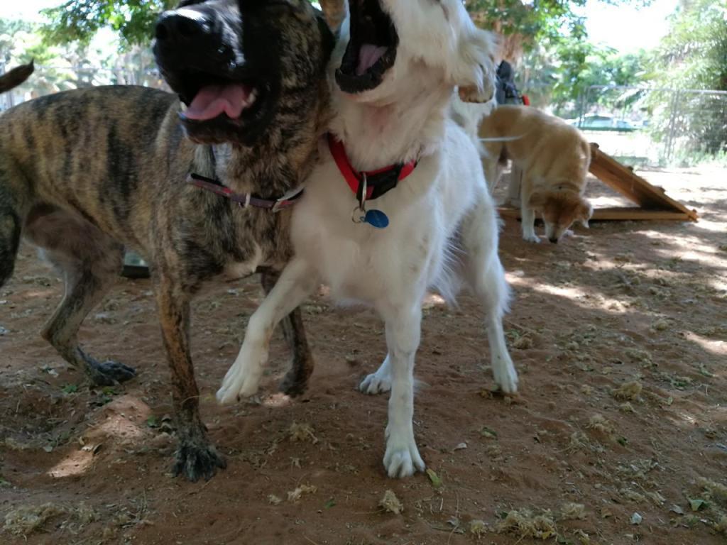 דוג ווקר צפון תל אביב דוג ווקר צפון תל אביב