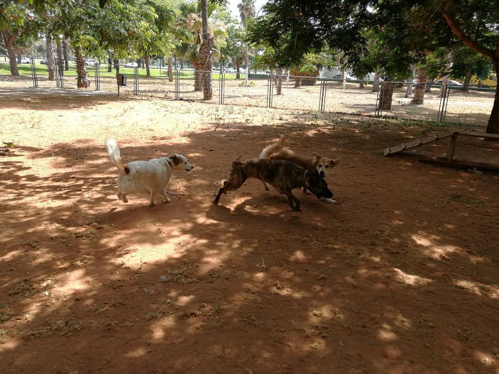 דוג ווקר צפון תל אביב דוג ווקר צפון תל אביב