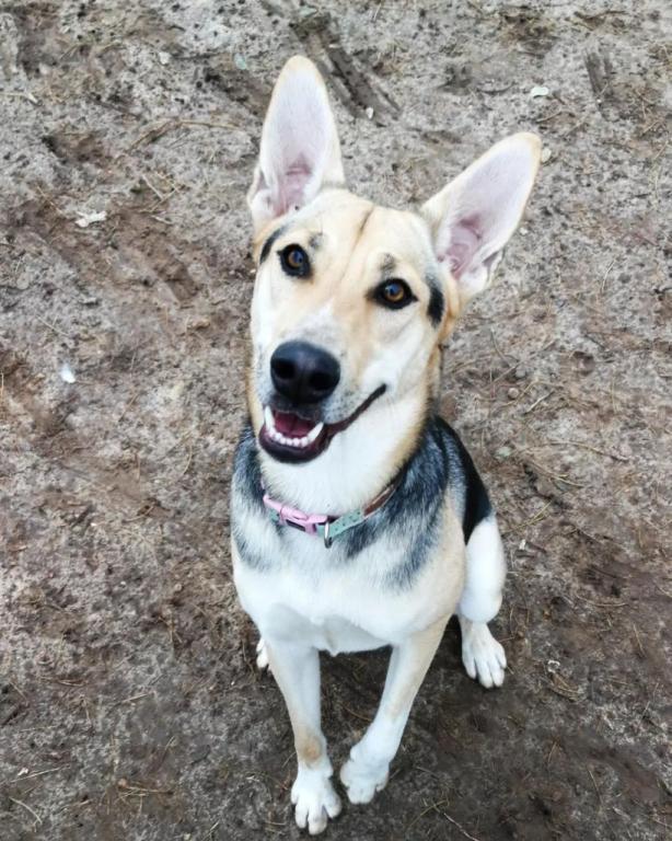 דוג ווקר צפון תל אביב דוג ווקר צפון תל אביב