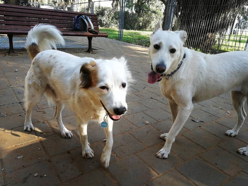 דוג ווקר צפון תל אביב דוג ווקר צפון תל אביב