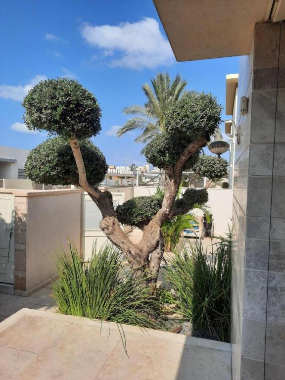 קסם של גינה קסם של גינה