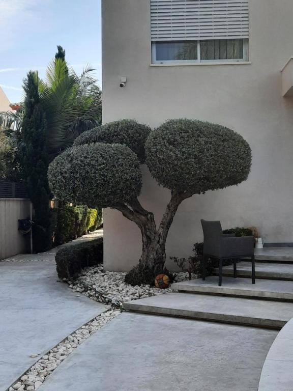 קסם של גינה קסם של גינה