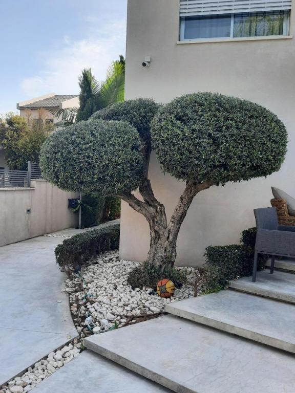 קסם של גינה קסם של גינה